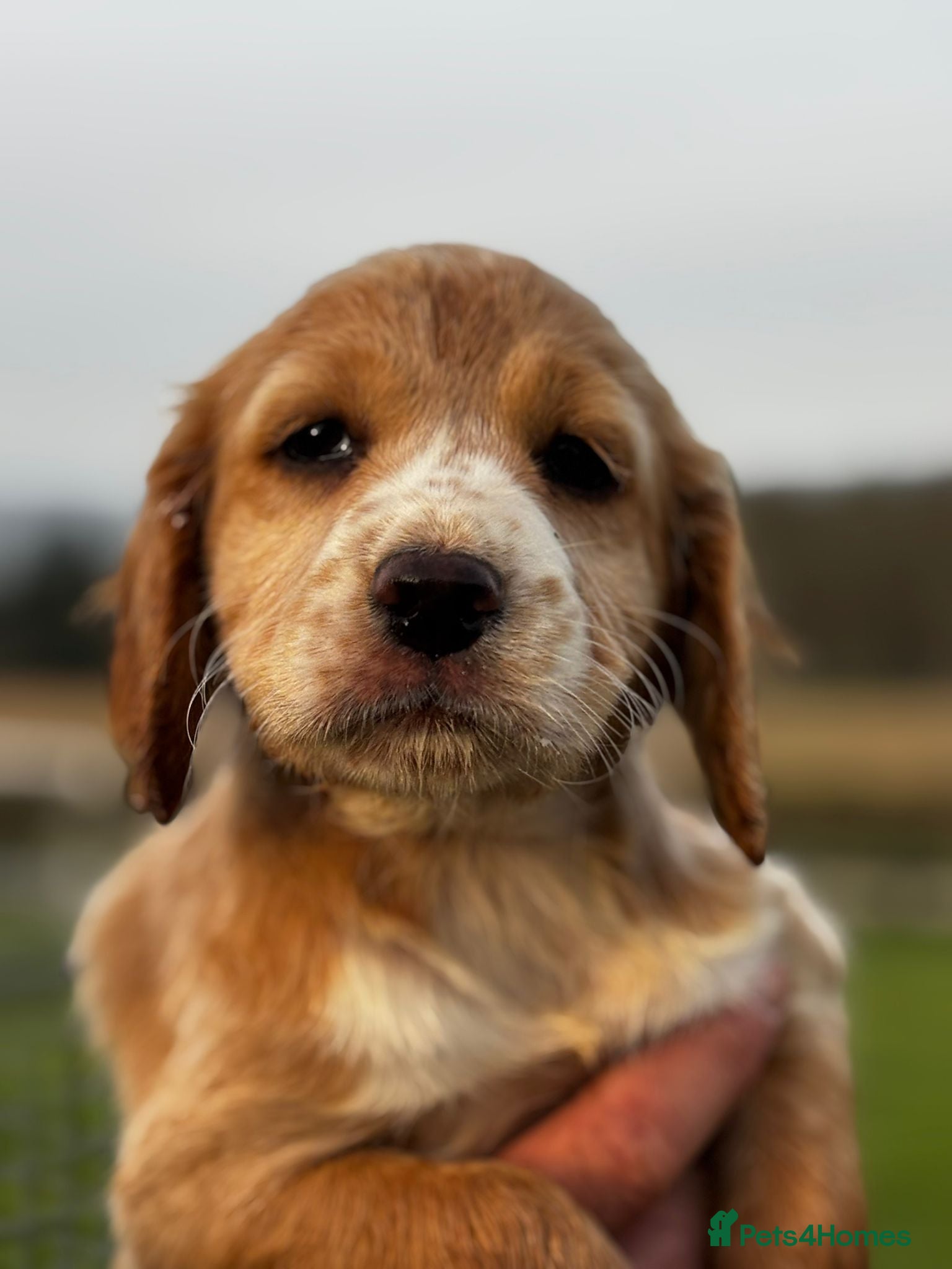 Cocker Spaniel dogs Beautiful Family Red and Lemon Cocker Spaniel Pups - Advert 1