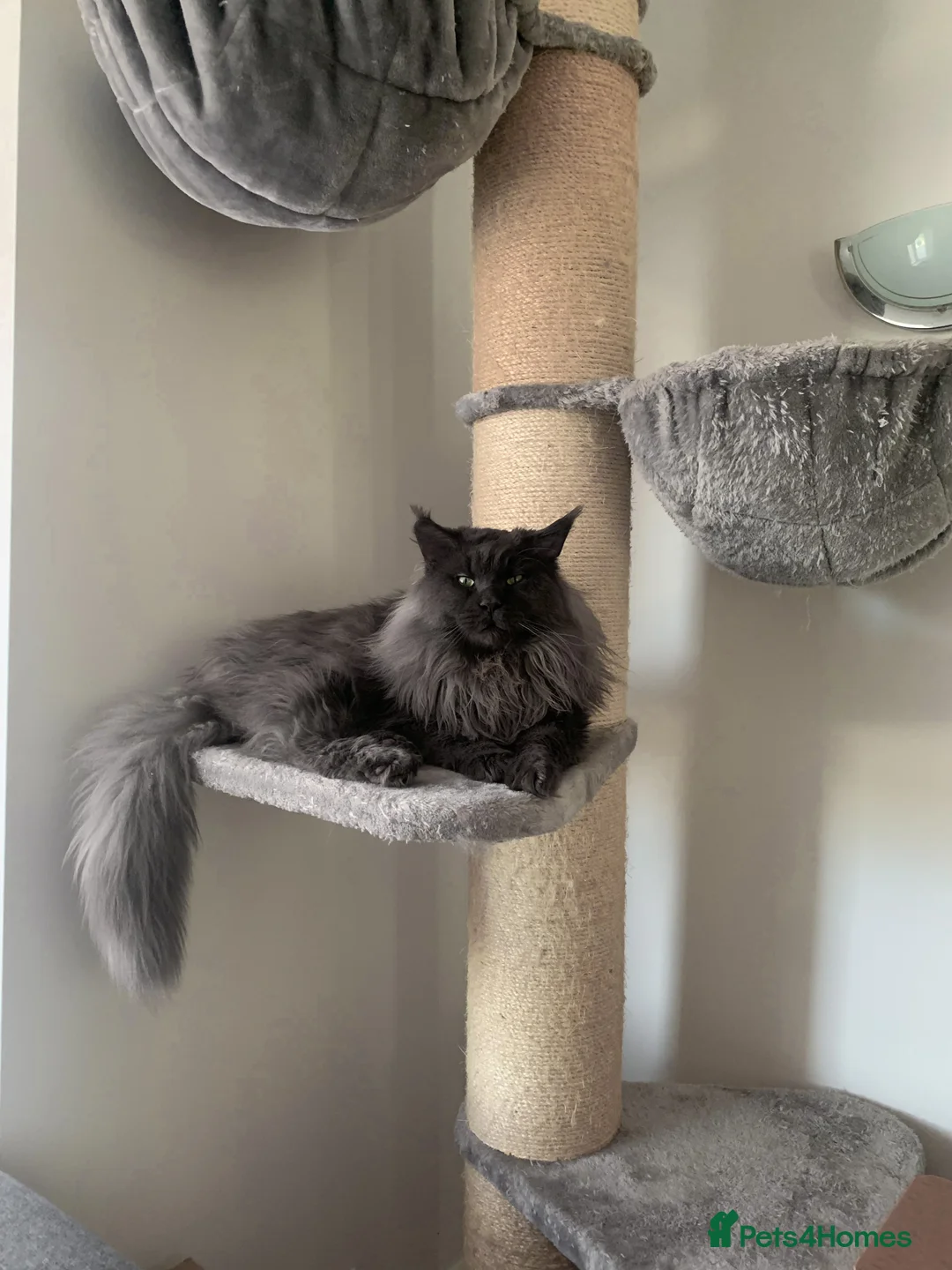 Maine Coon cats for stud: Maine Coon blue boy for stud GCCF and WCF reg in Ipswich - Advert 4