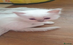 Ragdoll cats for sale: Beautiful GCCF lilac and Cream Point kittens - Image 3