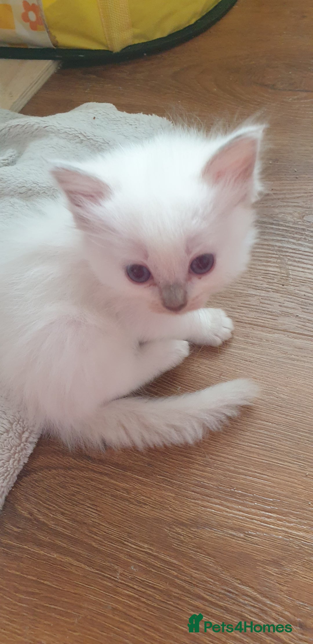 Ragdoll cats for sale: Beautiful GCCF lilac and Cream Point kittens - Image 3
