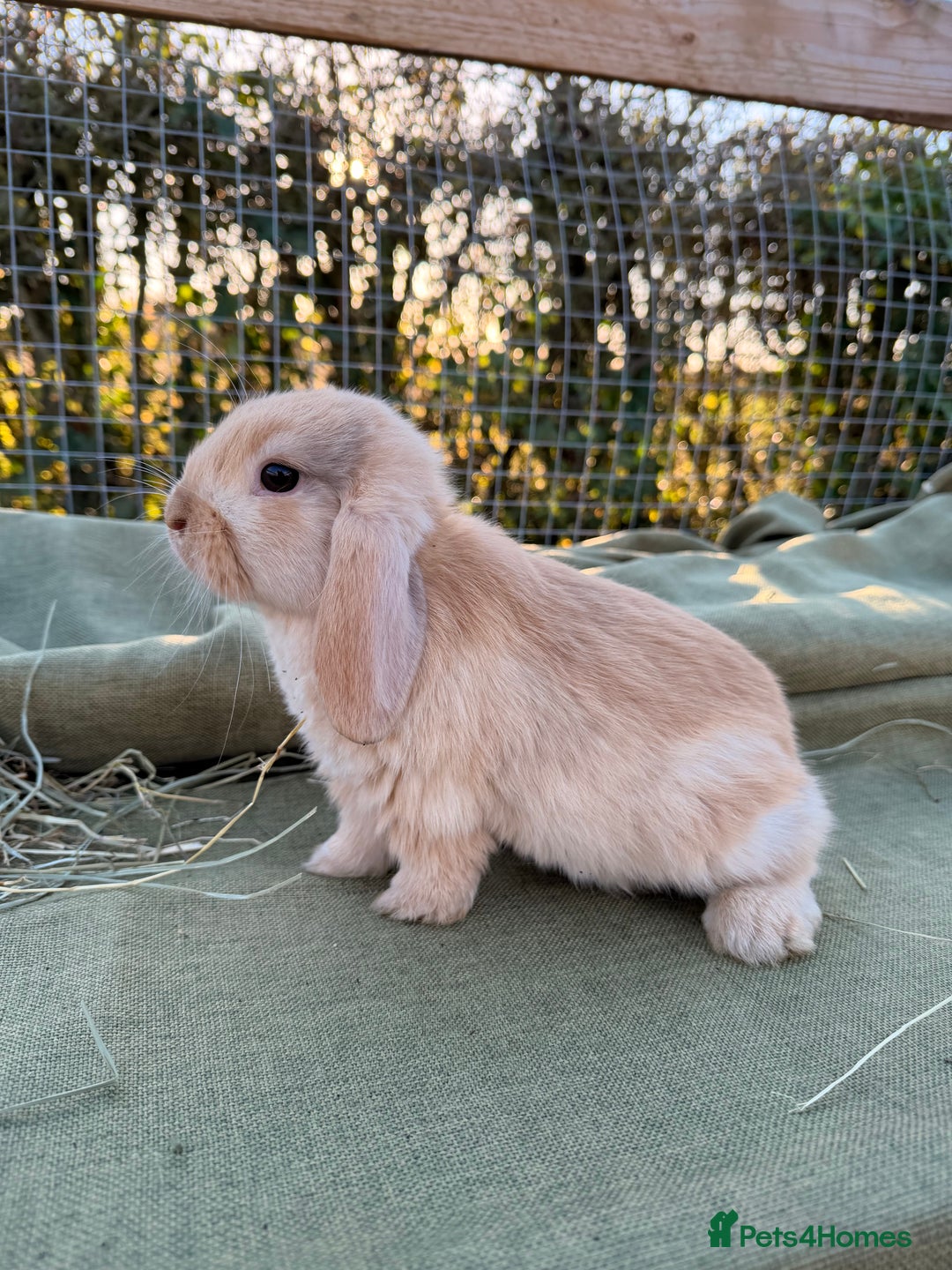 Mini Lop rabbits for sale: Mini Lop bunnies  - Advert 14