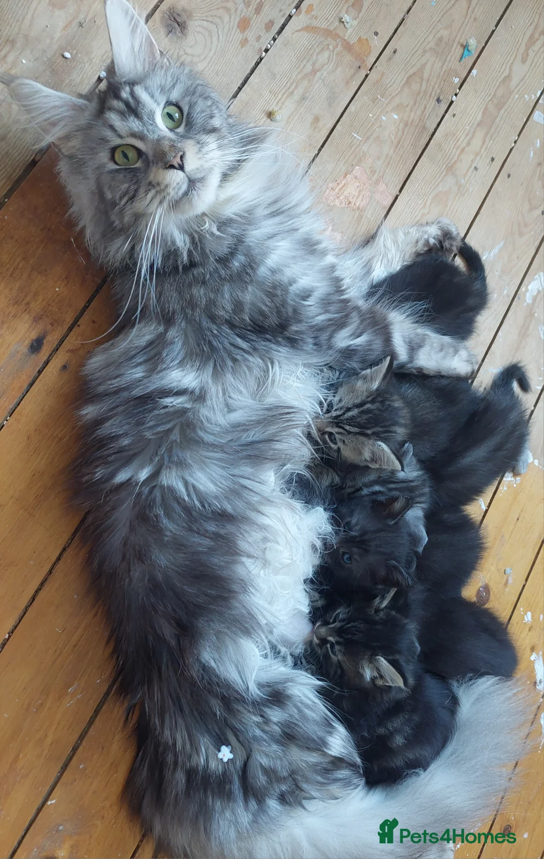 Ragcoon cats for sale: Beautiful Ragcoons  - Advert 18