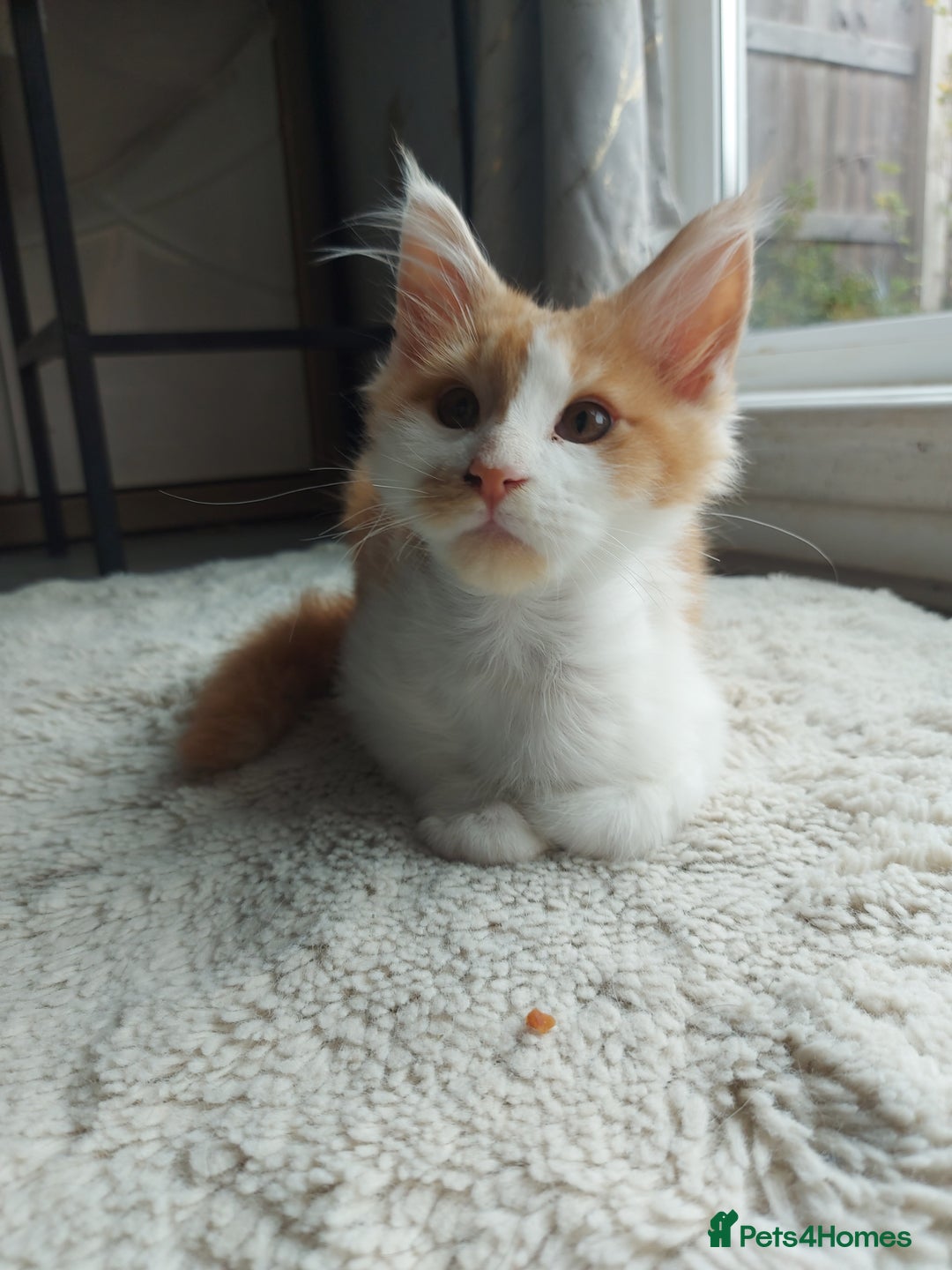 Maine Coon cats for sale: Beautiful XXL Maine-coon kittens 😸 ♥️  - Image 4