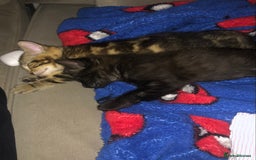 Bombay cats for sale: 🌟 🐾Ready to go🐾🌟 - Image 8