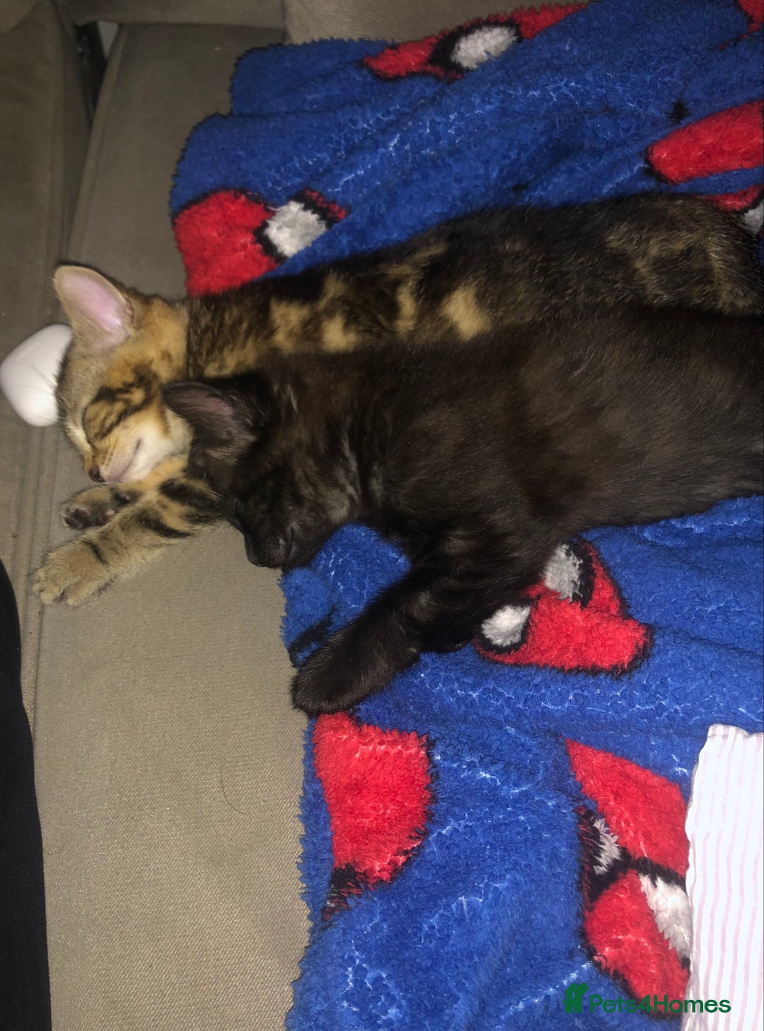 Bombay cats for sale: 🌟 🐾Ready to go🐾🌟 - Image 8