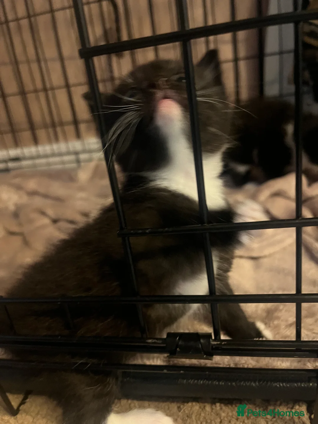 British Longhair cats for sale: Kittens for sale  in Gillingham - Advert 2