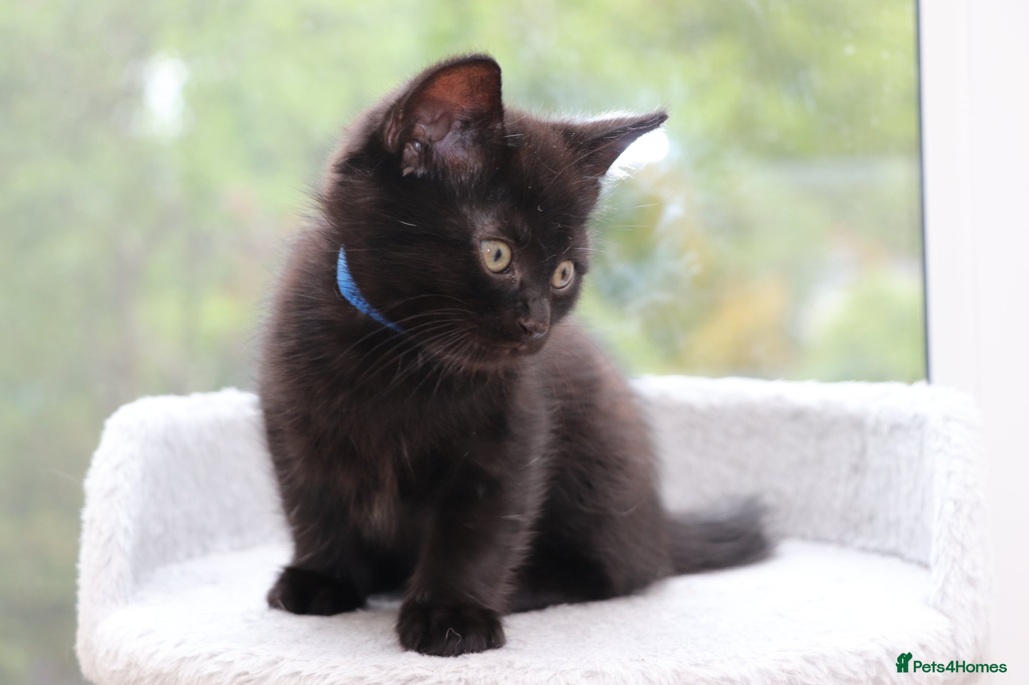 Domestic Shorthair cats Black Kittens Ready for Collection  - Advert 5