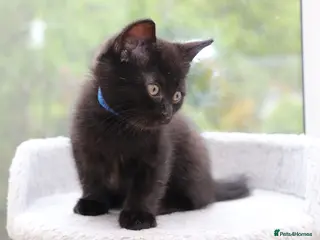 Domestic Shorthair cats Black Kittens Ready for Collection - Advert 5