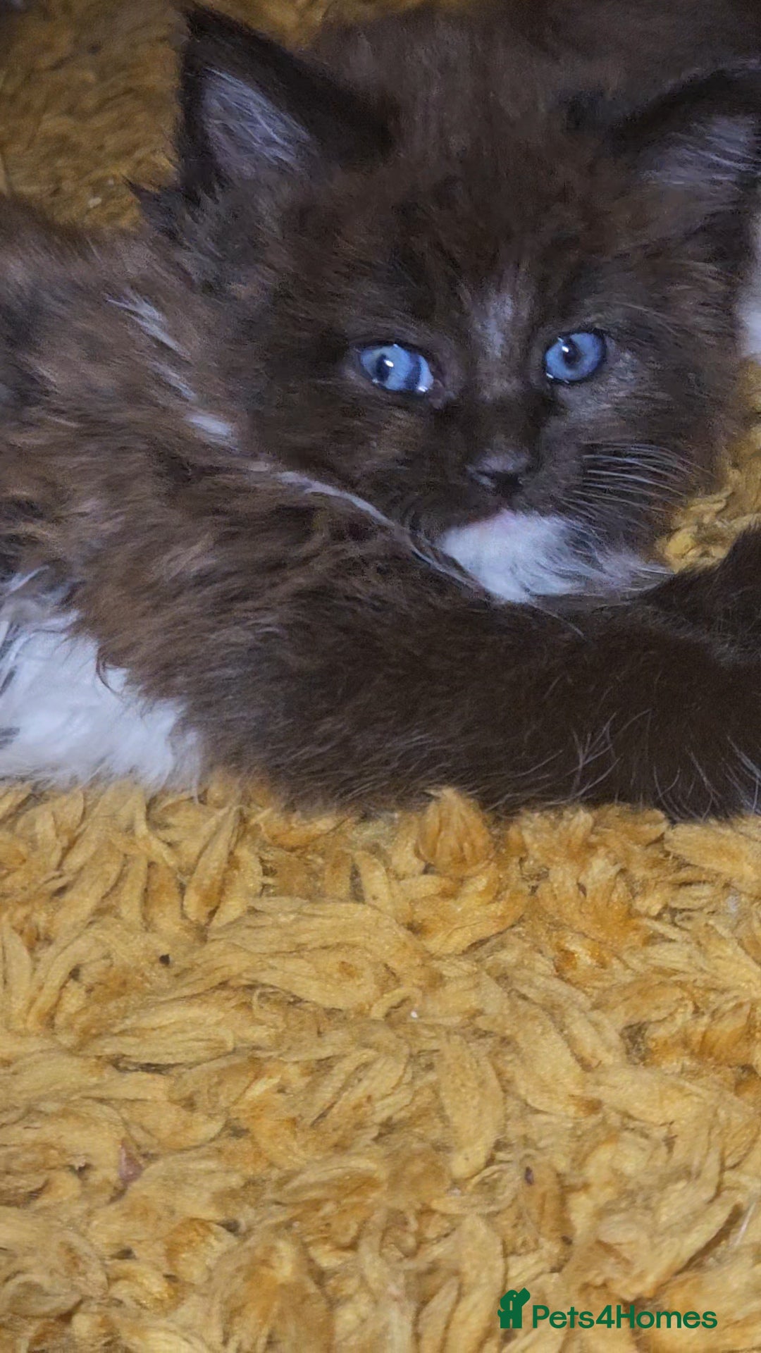 Maine Coon cats for sale: Perfect maine coon cross ragdoll  - Advert 11