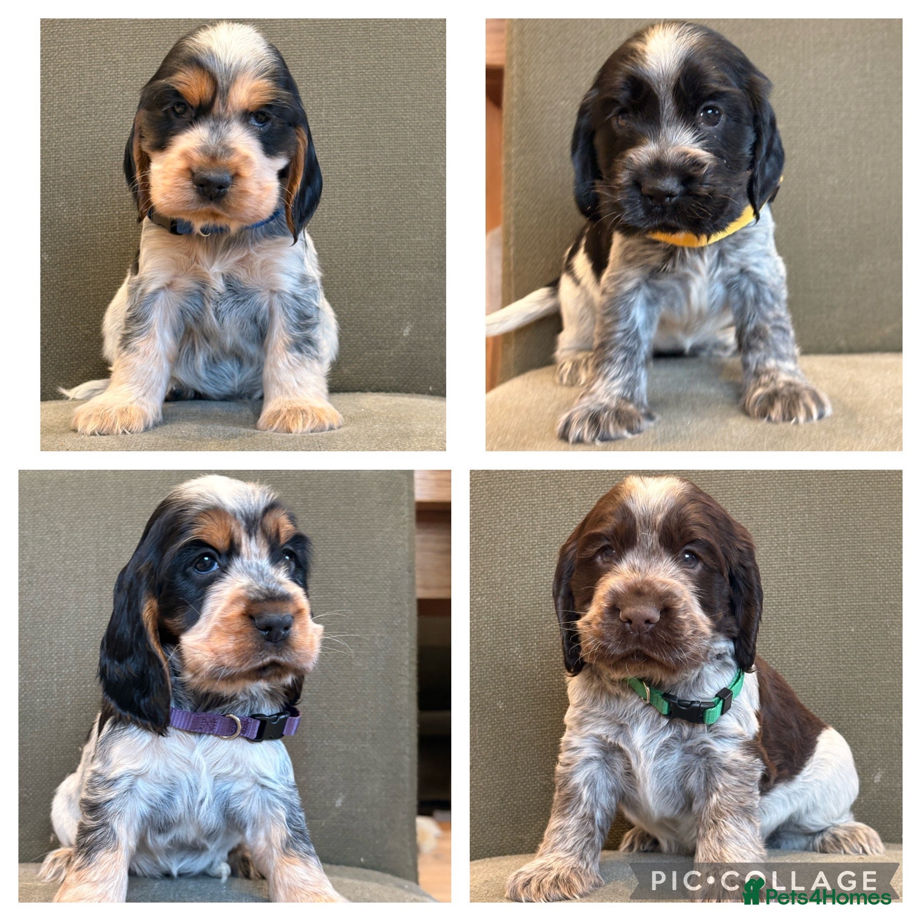 Cocker Spaniel dogs KC registered Show Type Cocker Spaniel DNA Tested - Advert 1