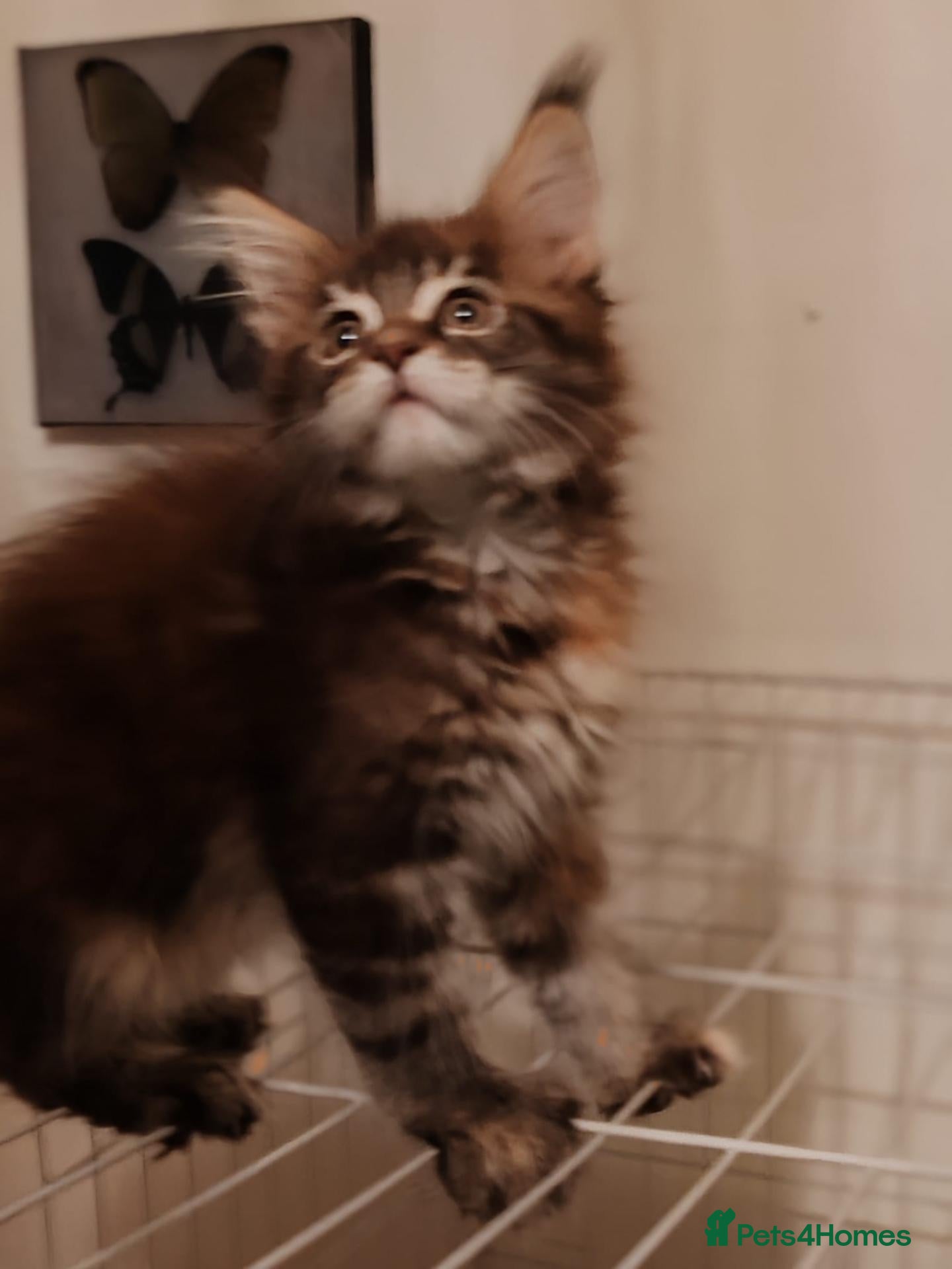 Maine Coon cats Russian bloodline Maine coon kittens - Advert 1