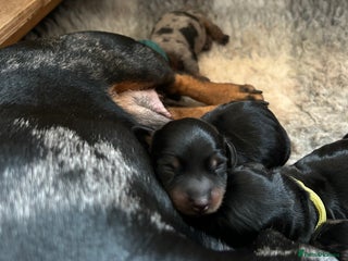 Miniature Dachshund dogs 2 Stunning Black and Tan Boys available🤎🖤 - Advert 3