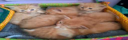 Persian cats for sale: Ginger Persian/ragdoll mix girl kitten, adorable! - Advert 7