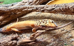 Leopard Gecko reptiles for sale: Leopard Gecko & Terrarium With All Equipment - Image 1