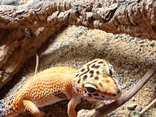 Leopard Gecko reptiles - Advert 2