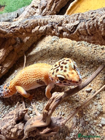 Leopard Gecko reptiles - Advert 1