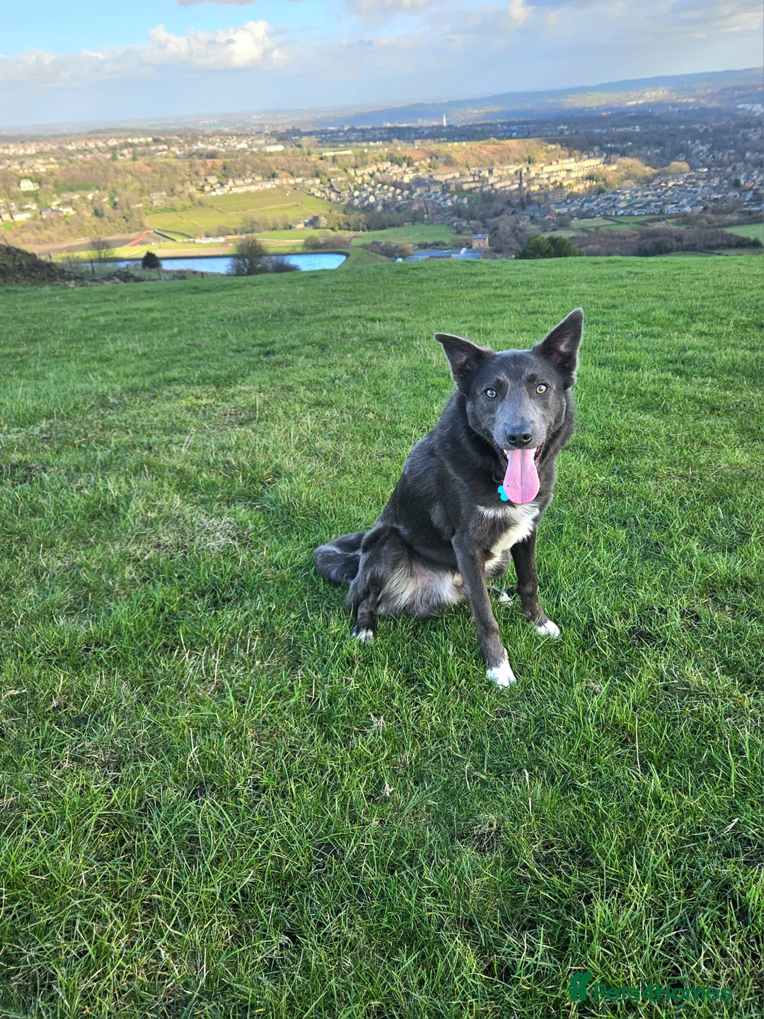 Border Collie dogs for stud: 💙Mr Blue 💙 - Advert 1
