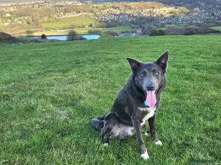 Border Collie dogs 💙Mr Blue 💙 in Huddersfield - Advert 1