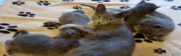 Russian Blue cats for sale: Last Russian Blue Boy - Advert 8