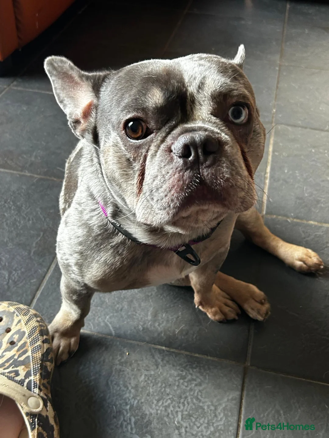 French Bulldog dogs for sale: The sweetest gentlest handsome lilac merle boy - Advert 1
