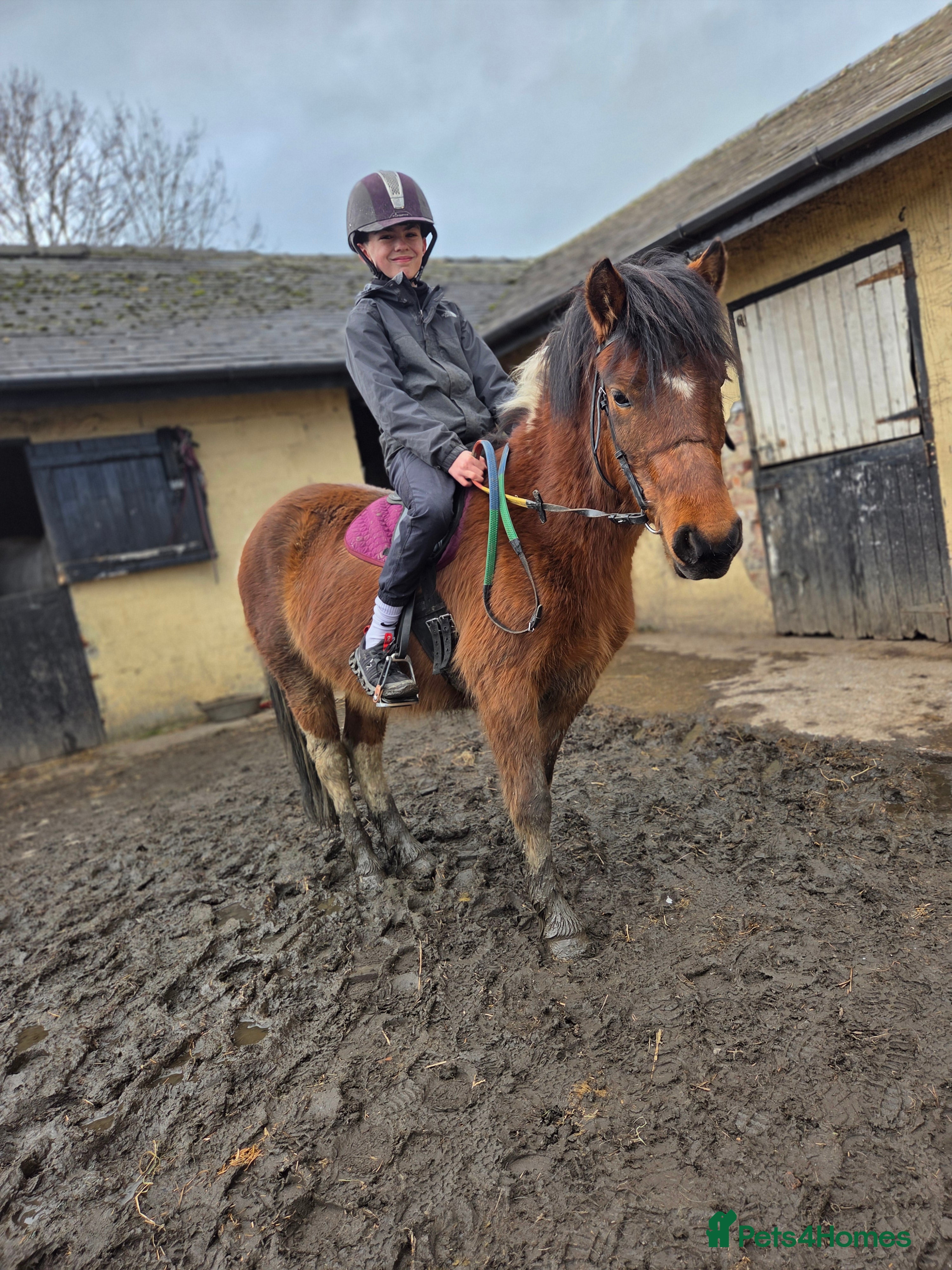 Dartmoor horses Beautiful 12,2 gelding  - Advert 14