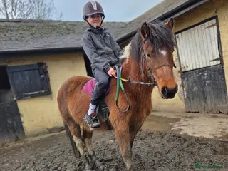 Dartmoor horses Beautiful 12,2 gelding - Advert 14