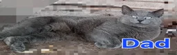 Norwegian Forest Cat cats for sale: Norwegian Forest Cat x Russian Blue Kittens - Advert 9