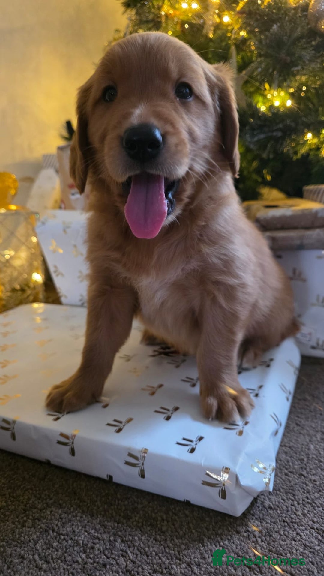 Golden Retriever dogs for sale: Dark Working Golden Retriever puppies - Advert 13