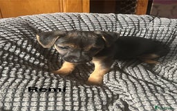 Jack Russell dogs for sale: Jack Russell’s ready now - Image 21