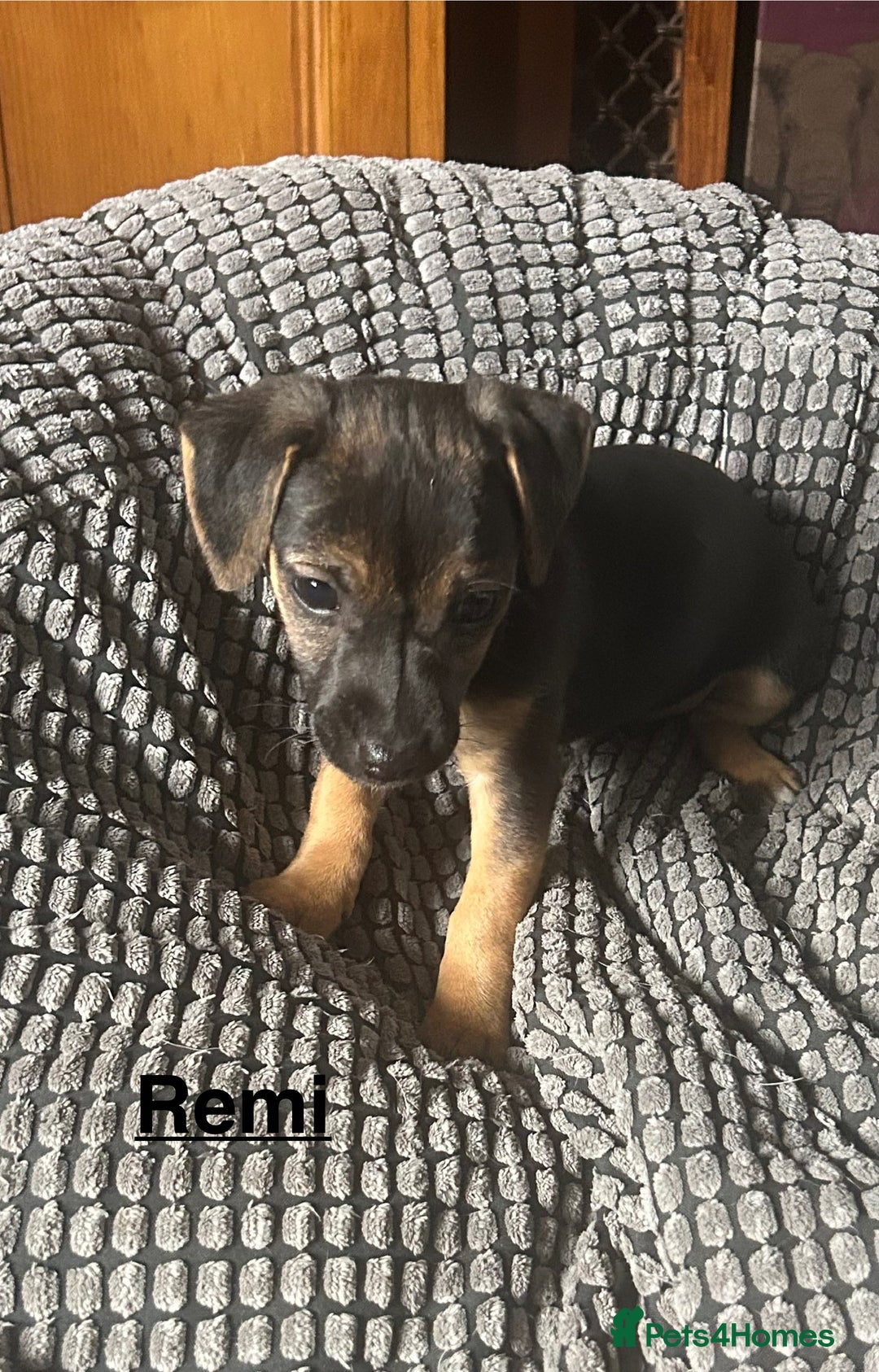 Jack Russell dogs for sale: Jack Russell’s ready now - Image 21