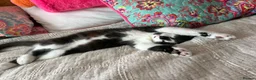 Mixed Breed cats for sale: Beautiful black-white male kitten, 3 months old in Minehead - Advert 7