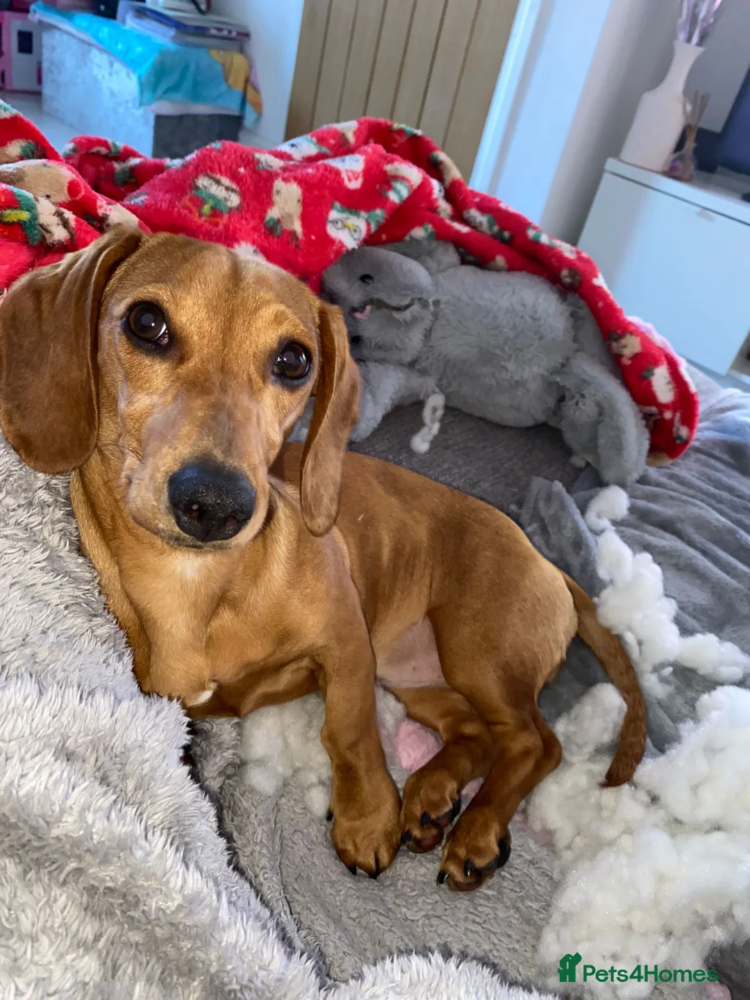 Dachshund dogs for sale: Dachshund Puppies - Advert 5