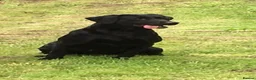 Labrador Retriever dogs for sale: Exceptionally well bred Labrador puppies in Clitheroe - Advert 3