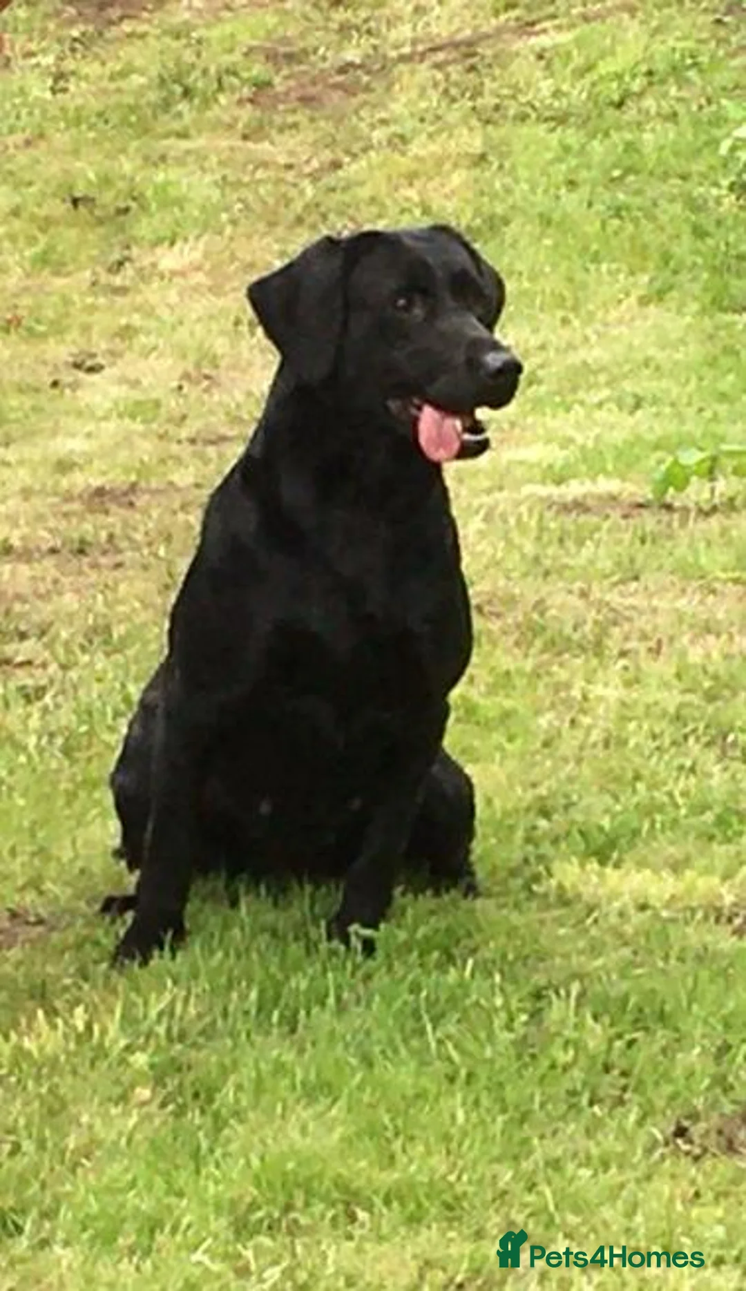 Labrador Retriever dogs for sale: Exceptionally well bred Labrador puppies in Clitheroe - Advert 3