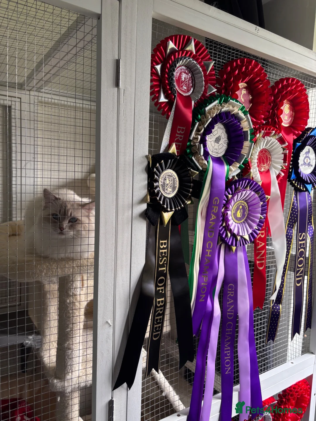 Ragdoll cats for stud: Dual registered GCCF GrCh Lilac Tabby Point - Advert 2