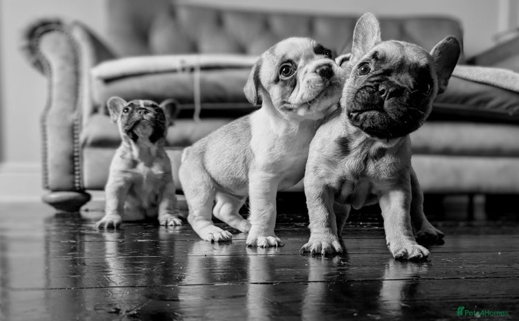 French Bulldog dogs - Advert 12