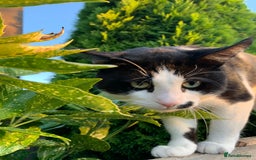 Mixed Breed cats for sale: Tuxedo male - Image 3