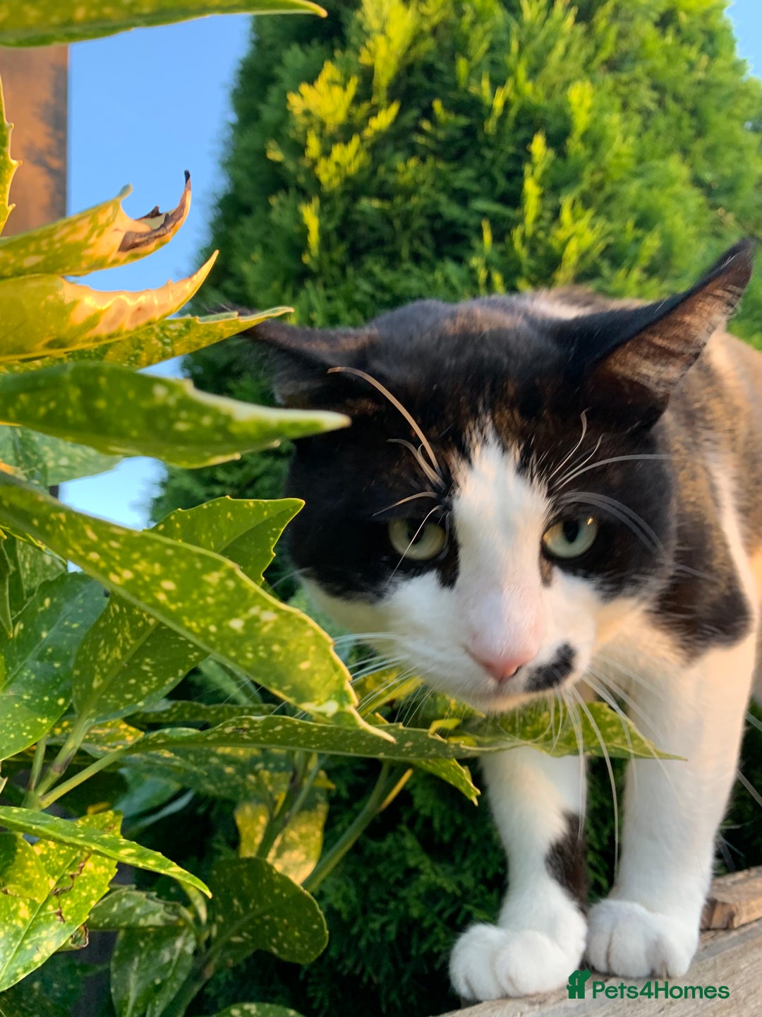 Mixed Breed cats for sale: Tuxedo male - Image 3