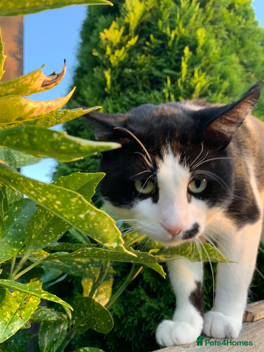 Mixed Breed cats for sale: Tuxedo male - Advert 3