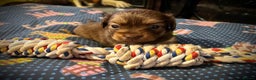Miniature Dachshund dogs for sale: Stunning full pedigree Miniature Dachshunds  - Advert 11