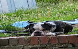 Alapaha Blue Blood Bulldog dogs for sale: alapaha blue blood bulldog - Image 3