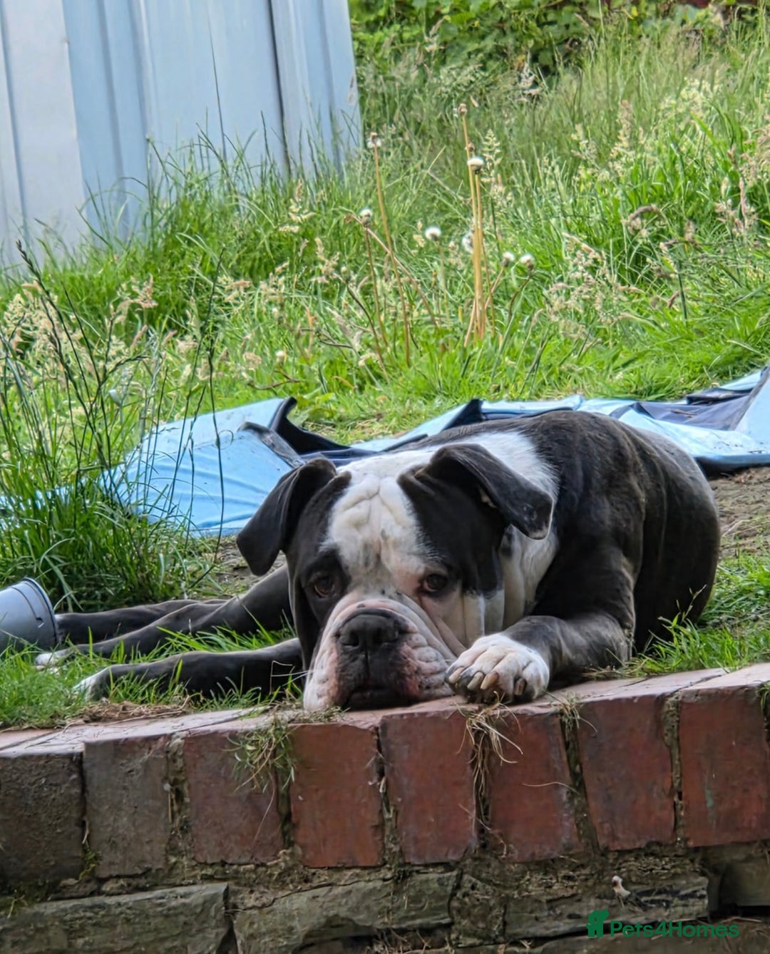 Alapaha Blue Blood Bulldog dogs for sale: alapaha blue blood bulldog - Image 3
