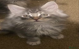Maine Coon cats for sale: Ready 22.11.2025 - Advert 9