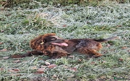 Mixed Breed dogs for sale: French bulldog x cocker spaniel pups - Advert 3