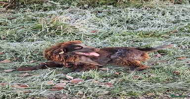 Mixed Breed dogs French bulldog x cocker spaniel pups - Advert 6