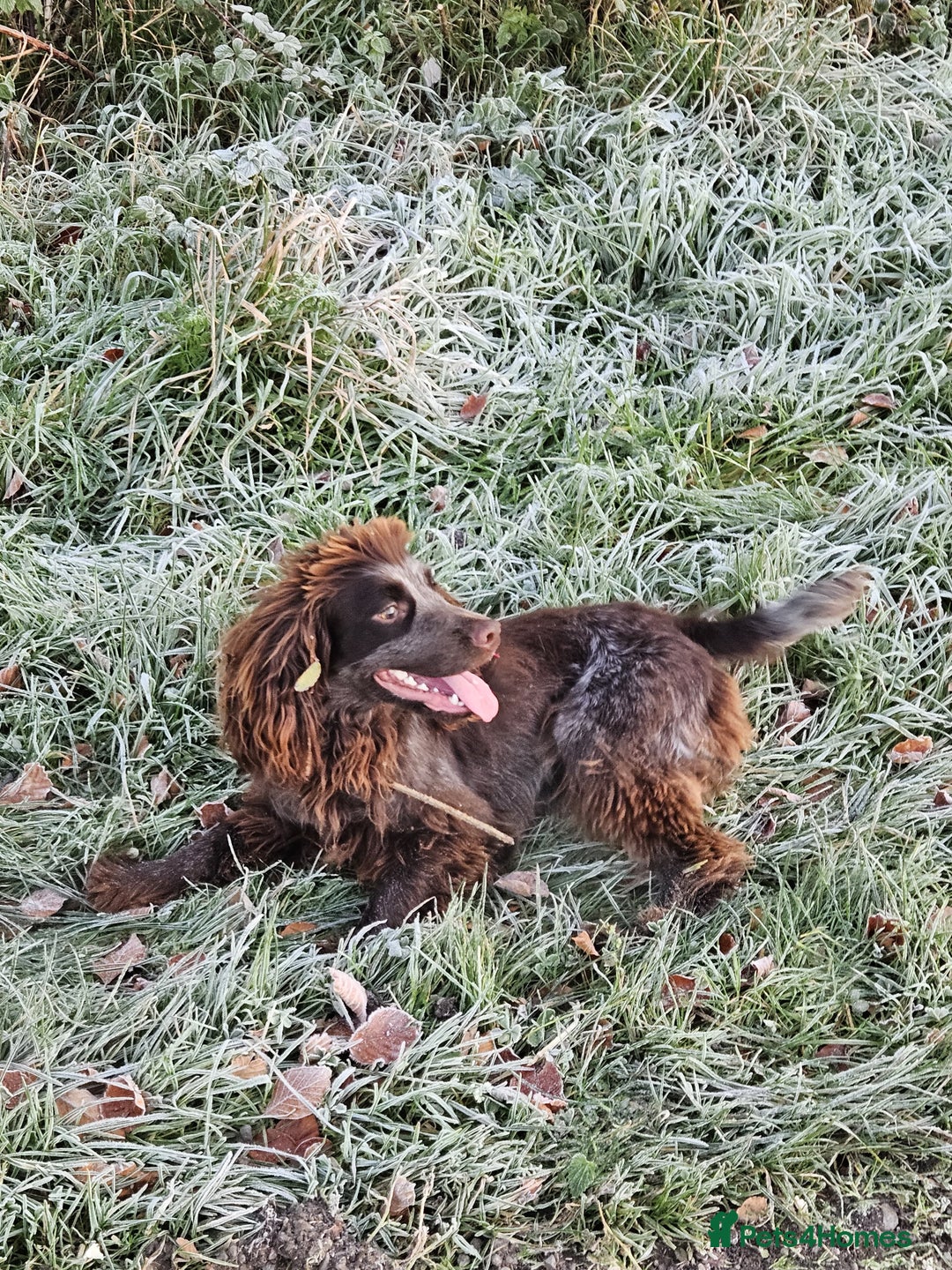 Mixed Breed dogs for sale: French bulldog x cocker spaniel pups - Advert 3