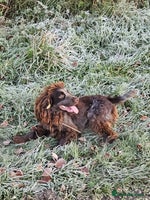 Mixed Breed dogs French bulldog x cocker spaniel pups - Advert 6