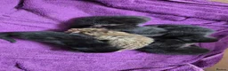 Mixed Breed cats for sale: 7 kittens, Mackerel, ghost marked, blotchy tuxedo - Advert 10
