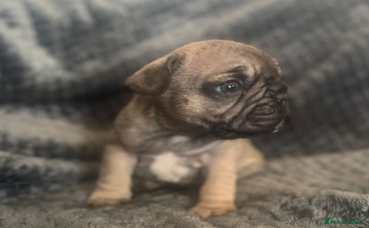 French Bulldog dogs - Advert 9