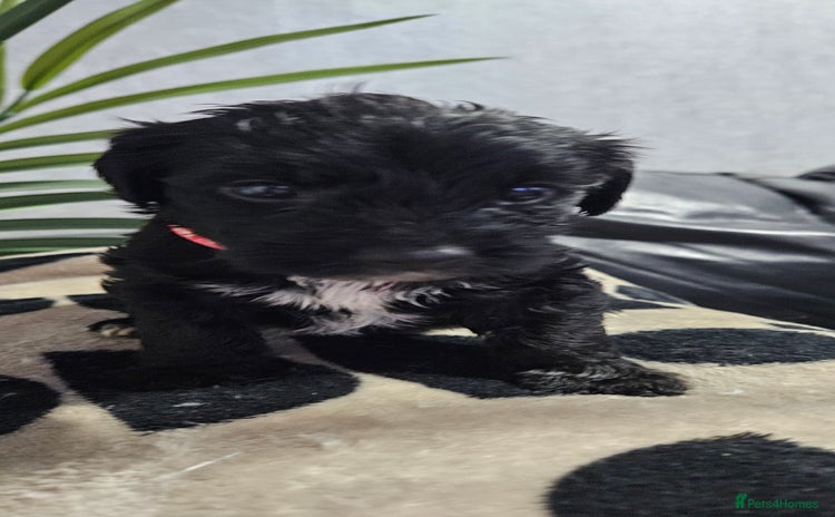Mixed Breed dogs - Advert 2